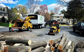 How Our Tree Care Process Works  in  East Oakdale, CA