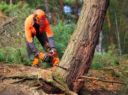 Trusted East Oakdale, CA Tree Care Experts