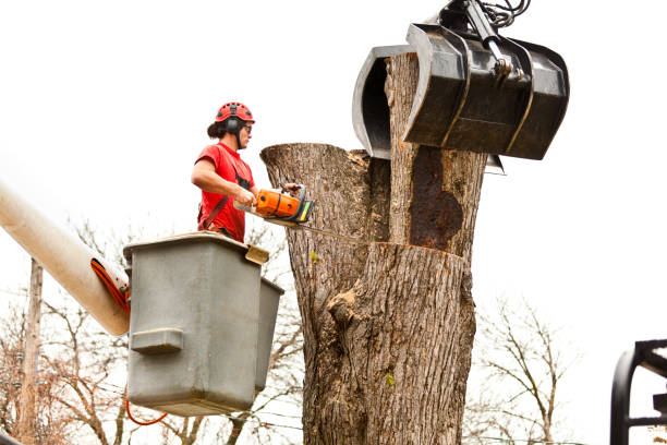 How Our Tree Care Process Works  in  East Oakdale, CA