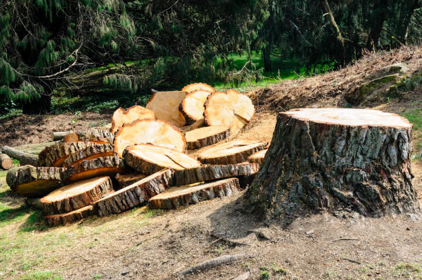 Professional Tree Care in East Oakdale, CA